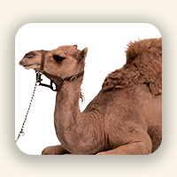 أعلاف الإبل