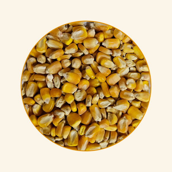 ذرة صفراء حب