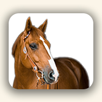 أعلاف الخيل